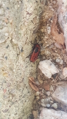 Lygaeus kalmii