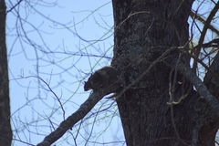 Sciurus carolinensis