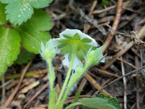 Fragaria virginiana
