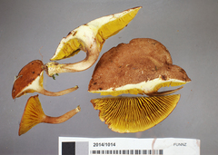 Phylloporus novae-zelandiae