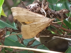 Uresiphita polygonalis