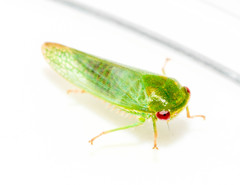 Selenomorphini