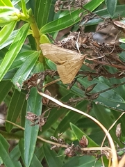 Uresiphita polygonalis