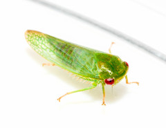 Selenomorphini