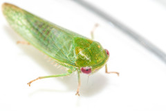 Selenomorphini