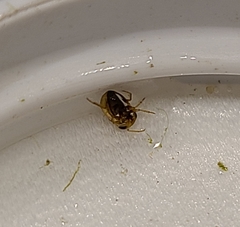 Neoplea