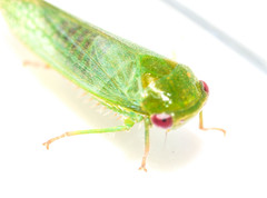 Selenomorphini