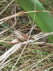 Uresiphita polygonalis