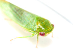 Selenomorphini