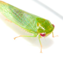 Selenomorphini
