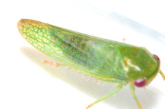 Selenomorphini