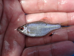 Paratanakia himantegus