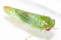 Selenomorphini