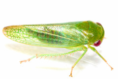 Selenomorphini
