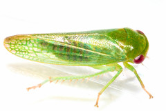 Selenomorphini