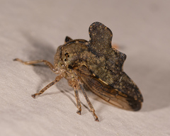 Heliria cristata