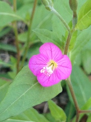 Oenothera rosea