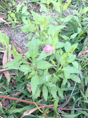 Oenothera rosea