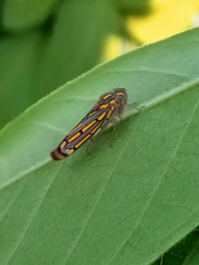 Apogonalia stalii
