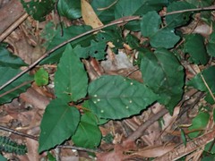Cissus antarctica