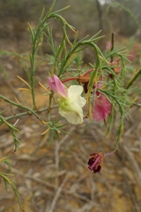 Lechenaultia linarioides