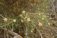 Petrophile brevifolia