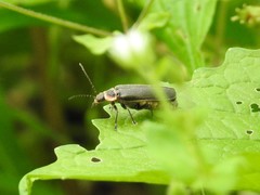 Atalantycha dentigera