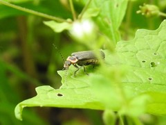 Atalantycha dentigera