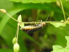 Atalantycha dentigera