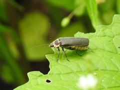 Atalantycha dentigera