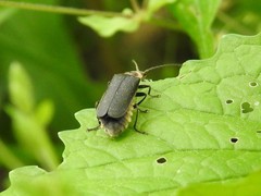 Atalantycha dentigera