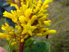 Palicourea rigida