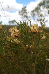 Petrophile brevifolia