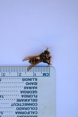 Polistes dominula
