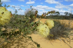 Melaleuca megacephala