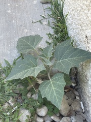 Datura discolor