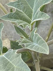 Datura discolor
