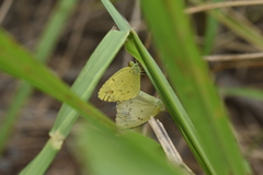 Pyrisitia lisa centralis