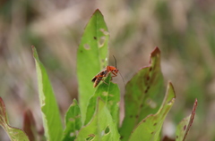 Cantharis soeulensis