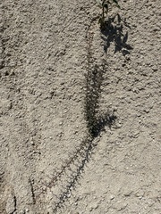 Castela peninsularis