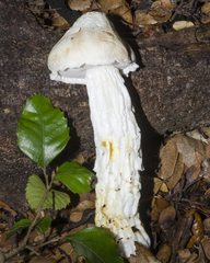 Austroboletus niveus