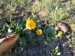Balsamorhiza serrata