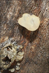 Tremella globispora