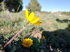 Balsamorhiza serrata