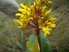 Palicourea rigida