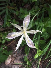 Iris tenuissima purdyiformis