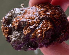 Botrylloides diegensis