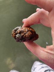 Botrylloides diegensis