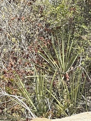 Yucca capensis