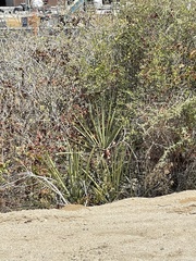 Yucca capensis